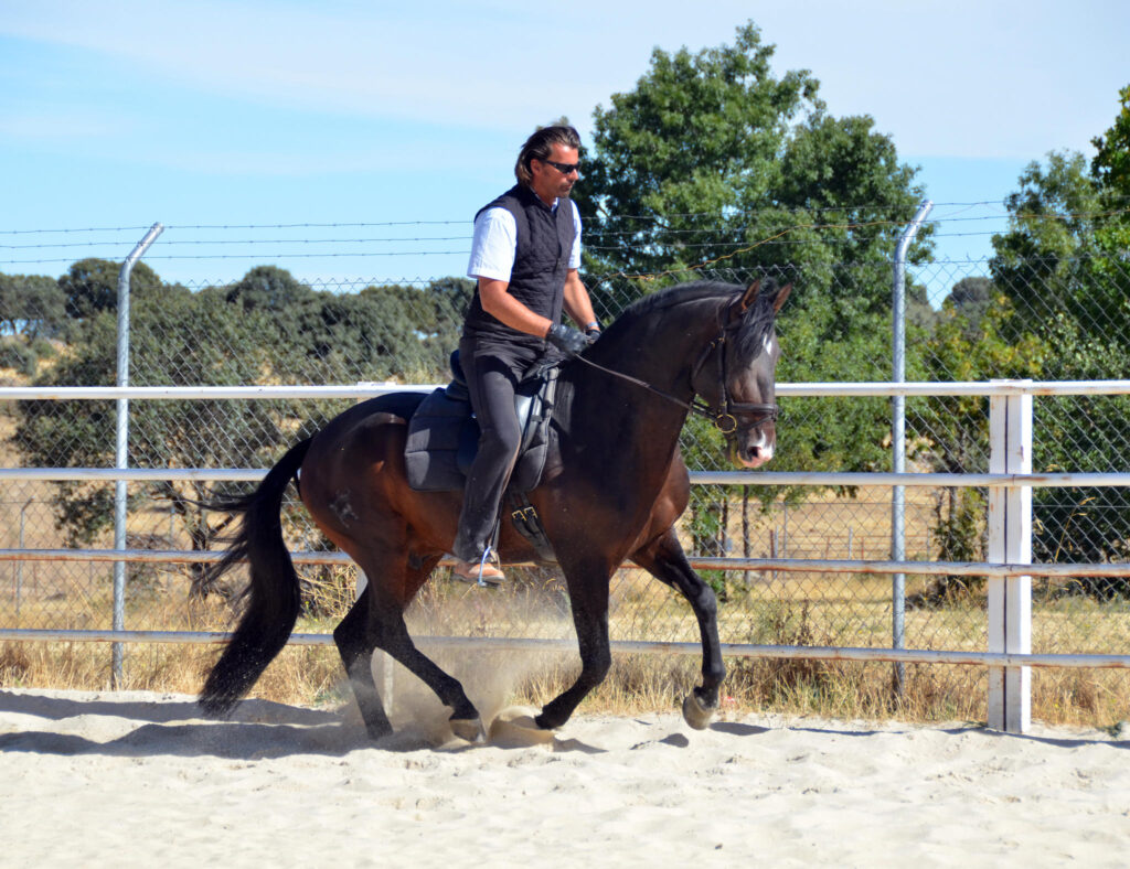 reiten