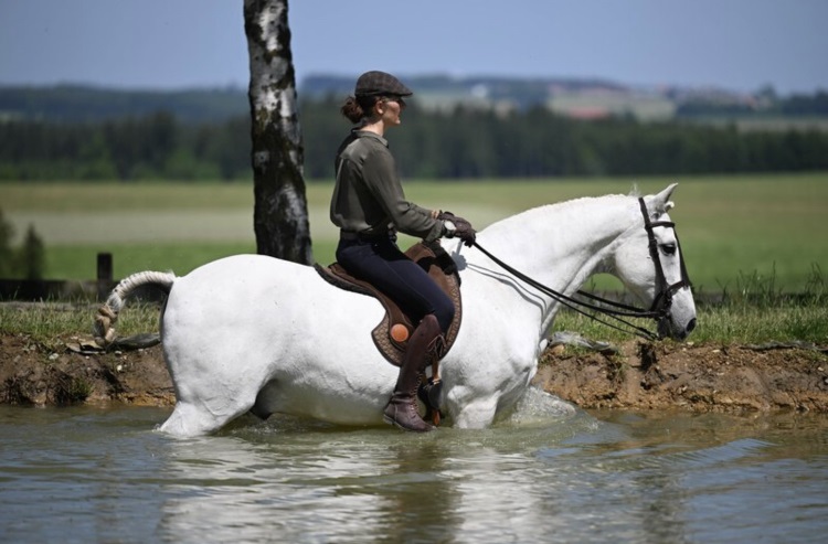 Falkenstein Classic Dressage & Working Equitation