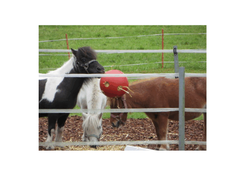 Aussteller-Raufutterball 500 x 500 px