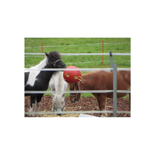 Aussteller-Raufutterball 500 x 500 px
