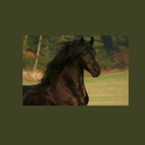 Aussteller- Friesen_Wotan 500 x 500 px (1)