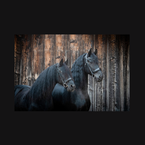 Aussteller- Friesen_Wotan und sake 500 x 500 px